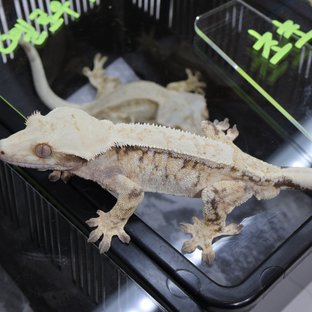 간지