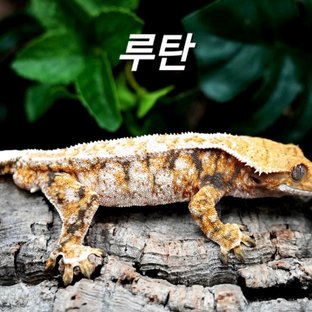 루탄