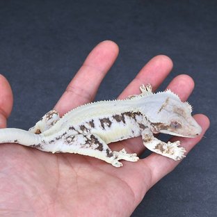 라퓨