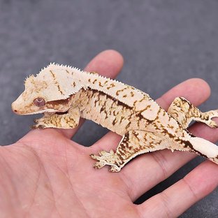 테민