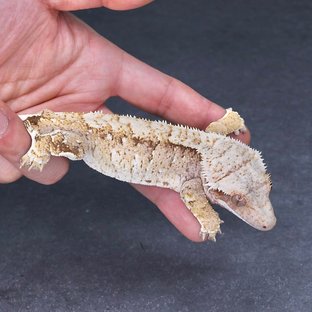 테디