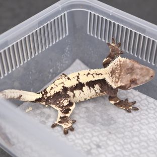세이블