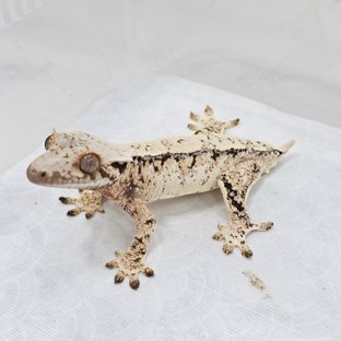 Normal Tri Extreme Harlequin Pinstripe