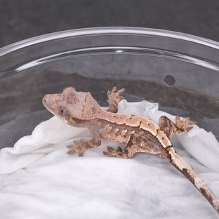 세이블