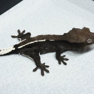 Axanthic