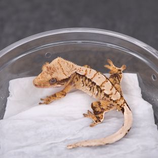 트라이 익스트림할리퀸