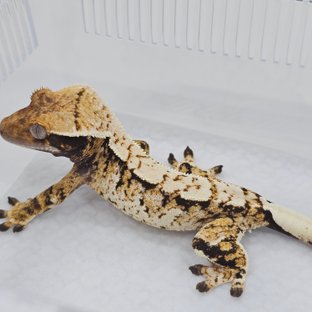 Normal Tri Extreme Harlequin
