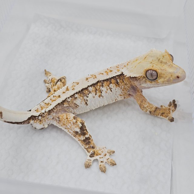 Normal Extreme Harlequin Tri