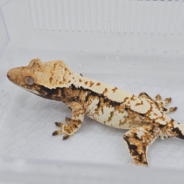 Normal Tri Extreme Harlequin