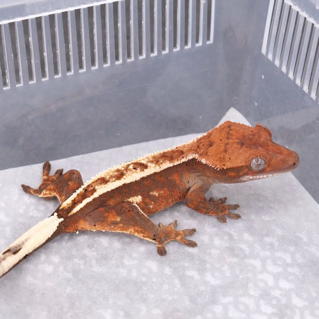 세이블