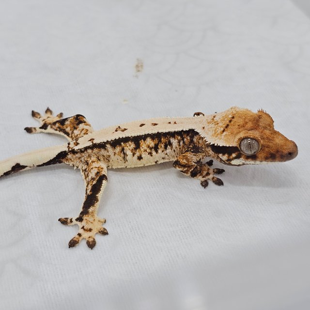Normal Tri Pinstripe Extreme Harlequin White Crown White Pin