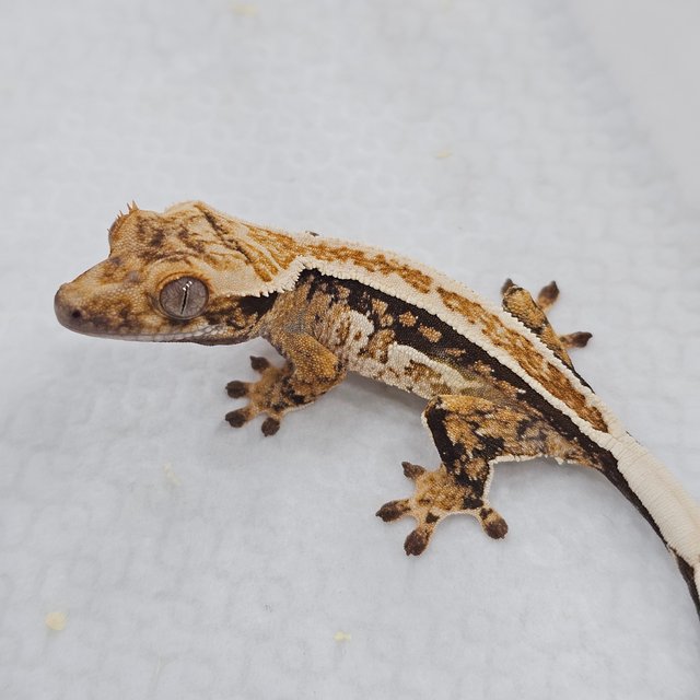 Normal Full Pinstripe Quad