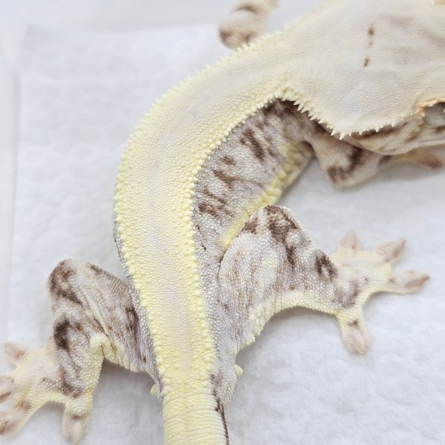 Lilly 100% Het Axanthic