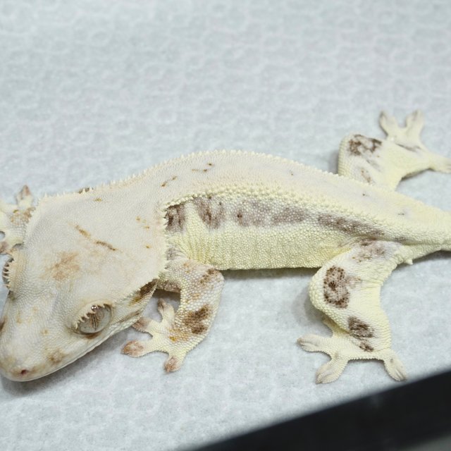 Lilly White