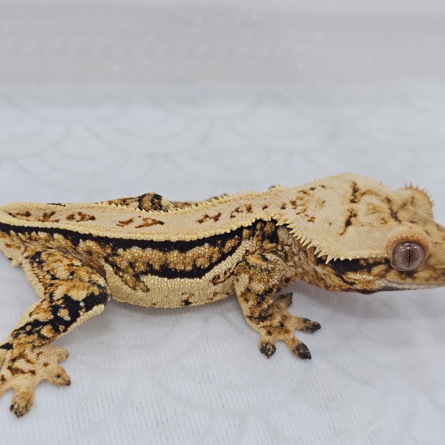 Normal Tri Quad Pinstripe Full Pinstripe