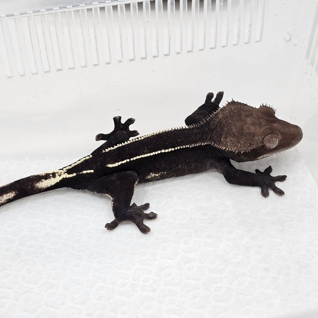 Axanthic