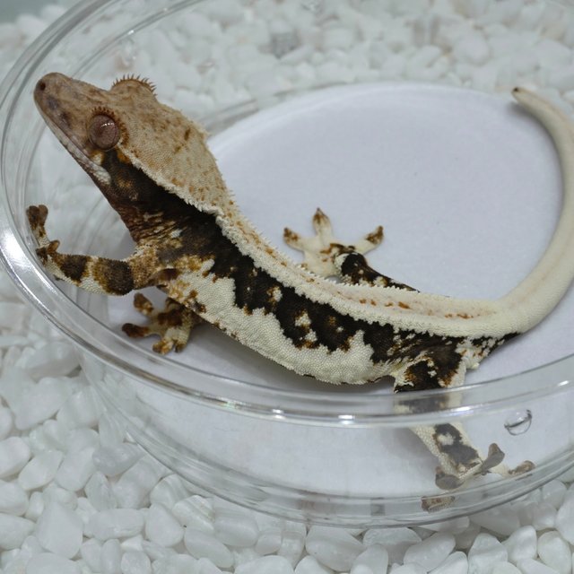 릴리100%헷아잔틱