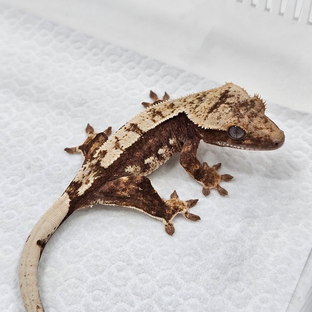 100% Het Axanthic