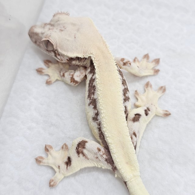 Sable Lilly 100% Het Axanthic