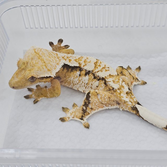 Normal Tri Extreme Harlequin