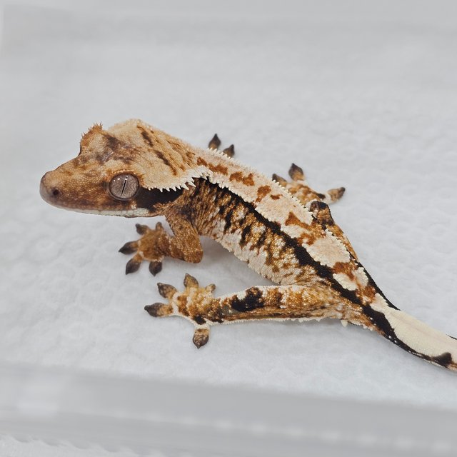 Normal Tri Extreme Harlequin
