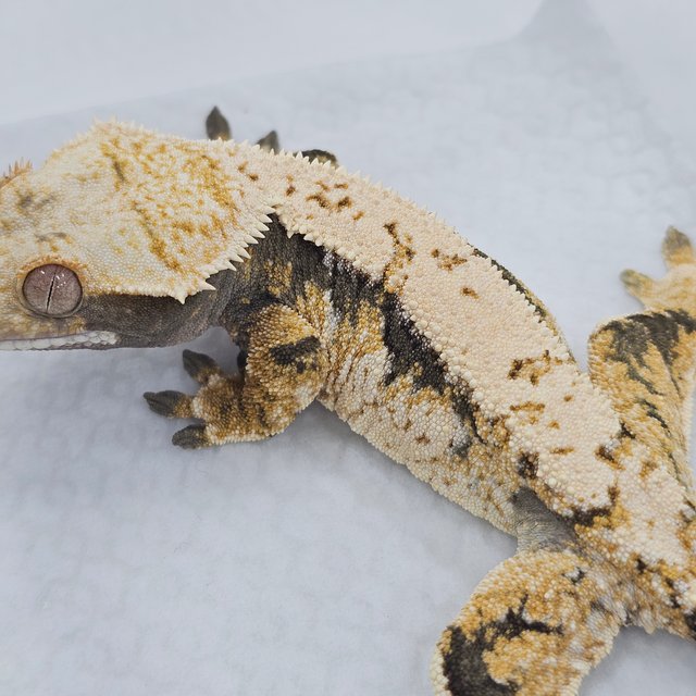 Normal Tri Extreme Harlequin