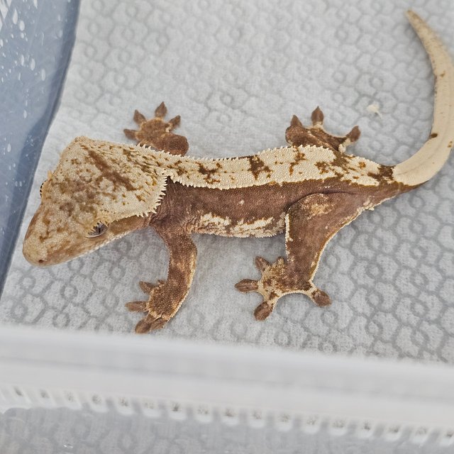 100% Het Axanthic