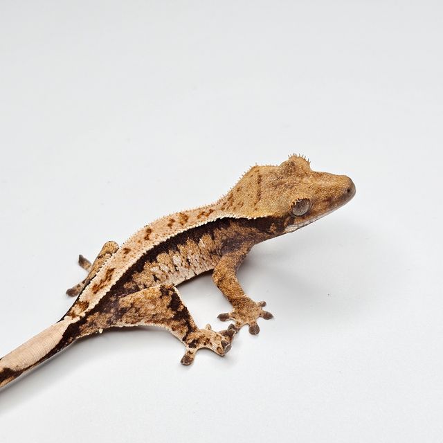 트라이