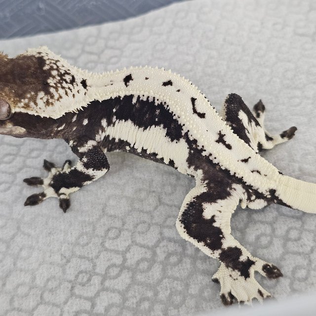 Lilly Axanthic