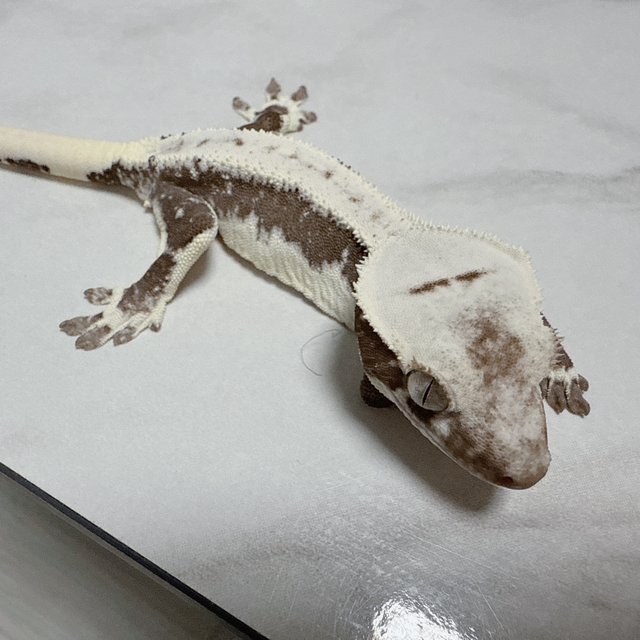 릴리화이트 아잔틱