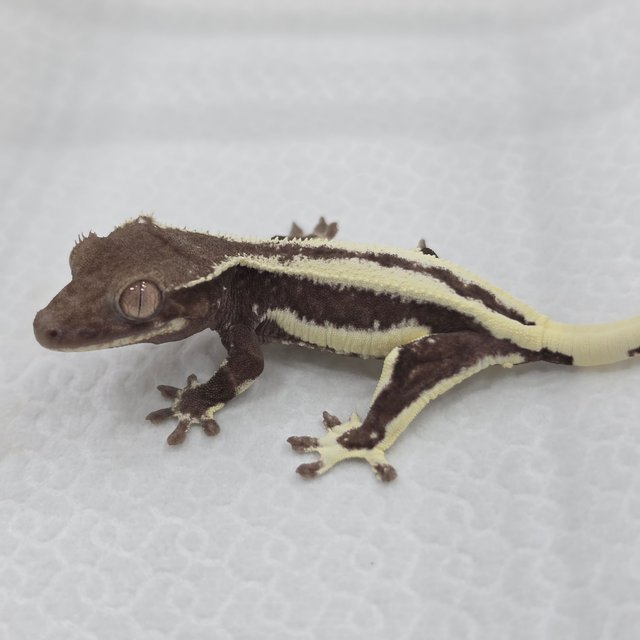 Lilly Axanthic