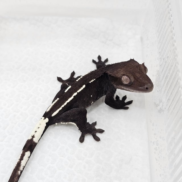 Axanthic