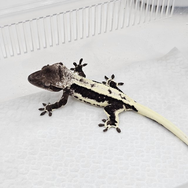 Lilly Axanthic