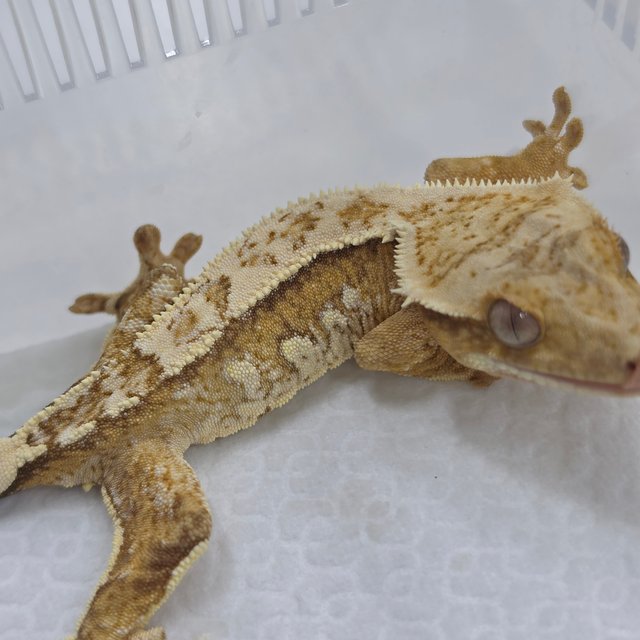 Cream