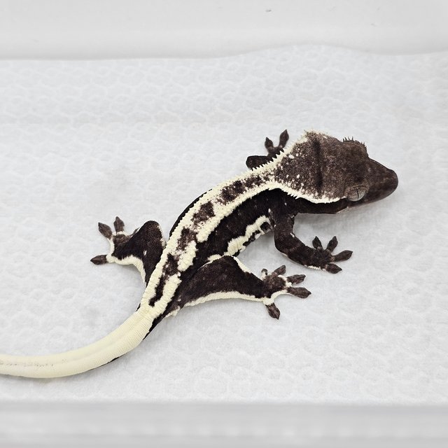 Lilly Axanthic