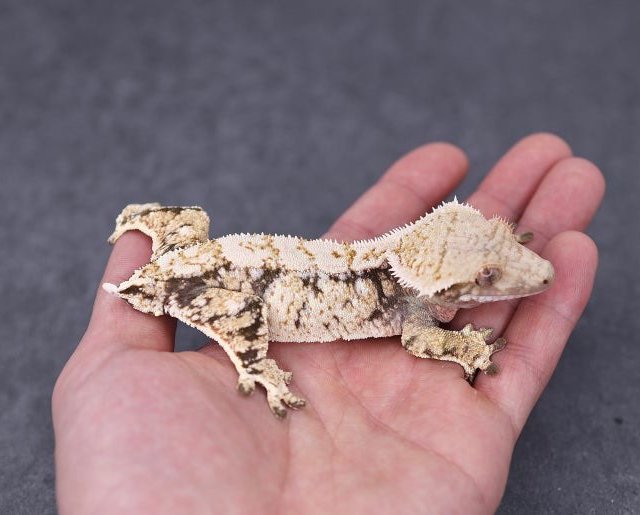 Normal Tri Extreme Harlequin White Spot White Crown