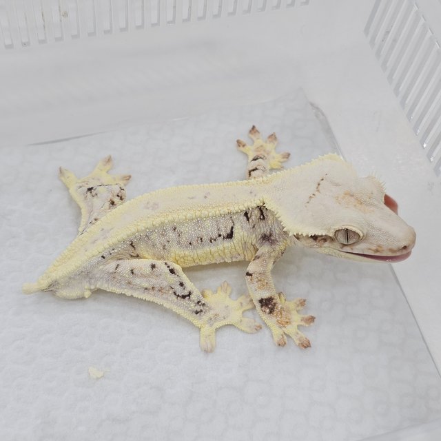 Lilly White