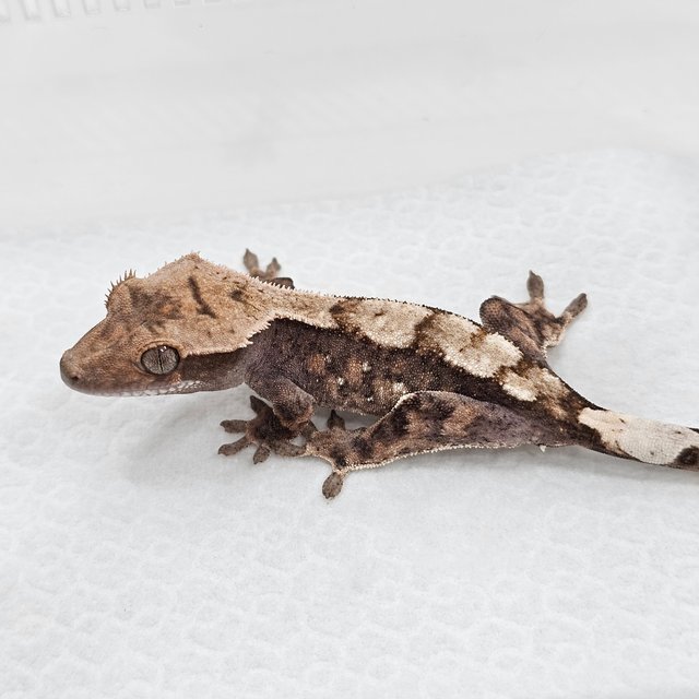 Sable 100% Het Axanthic