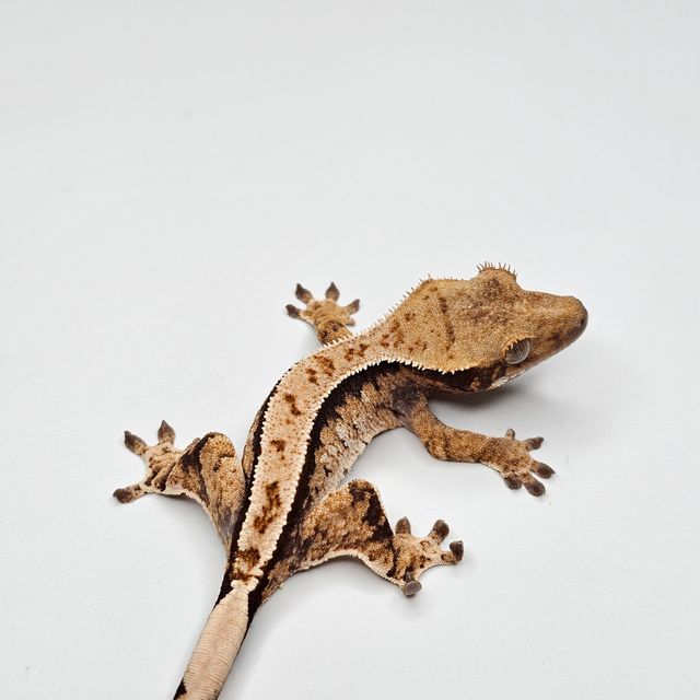 트라이