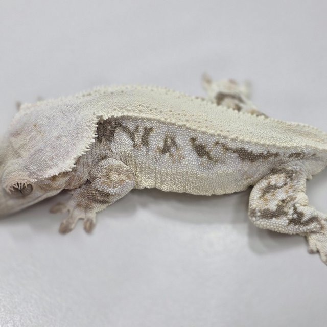 Lilly White