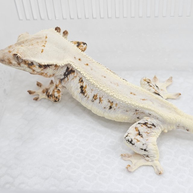 Lilly White
