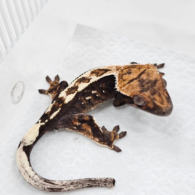 Sable 100% Het Axanthic