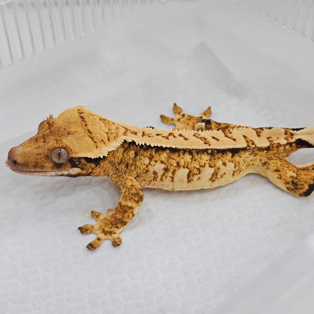 Tri Extreme Harlequin