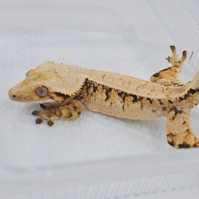 Tri Extreme Harlequin