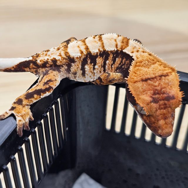 트라이