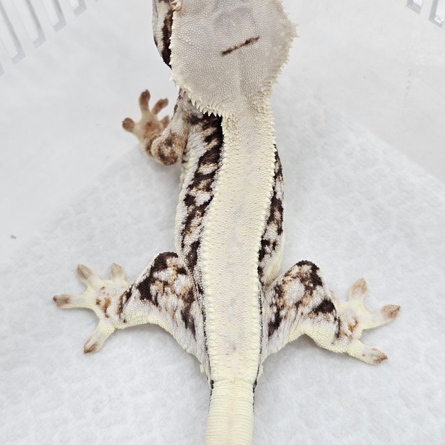 Lilly 100% Het Axanthic