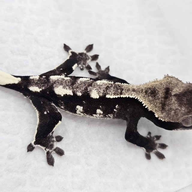 Axanthic
