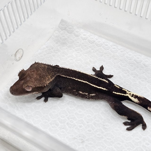 Axanthic