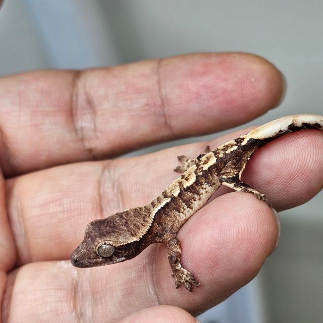 트라이