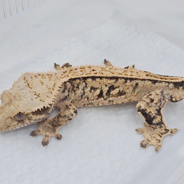 Normal Pinstripe Tri Quad